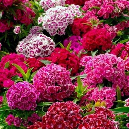 Picture of Sweet William - Crown Double Mixed
